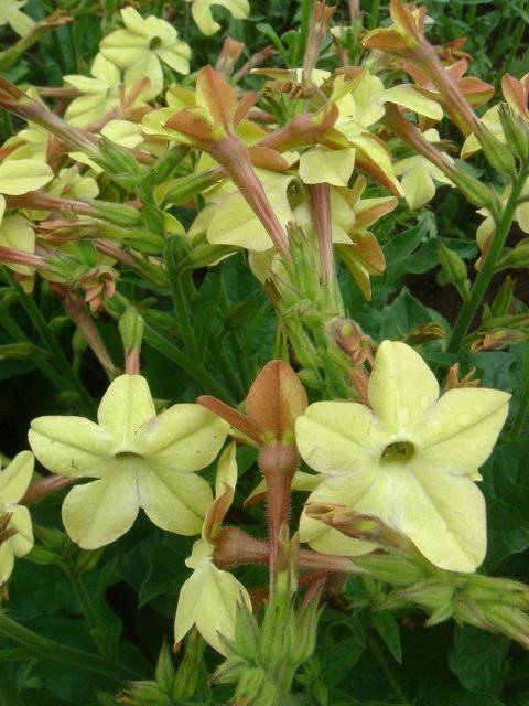 Nicotiana x sanderae 'Perfume Antique Lime'